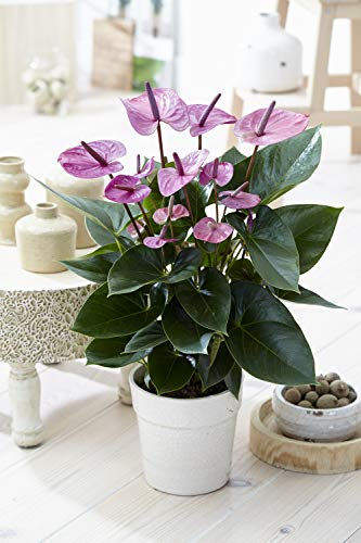 Gardeners Dream Tropische Lila Flamingo Zimmerpflanzen - Echte Anthurium Pflanzen Deko - Natürliche Blühende Pflanze in 13 cm Keramiktopf - Pflegeleichte Zimmerpflanze - Indoor Plants - Topf Pflanze