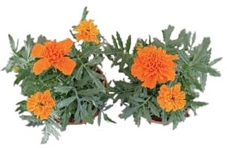 Tagetes Naranja DECOALIVE Pack de 2 Plantas Clavelón de la India Naturales con Flores Naranja
