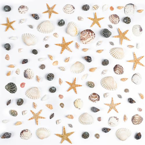 1200 conchas de mar pequeñas y naturales con diseño de estrella de mar mixta en espiral, para decoración del hogar, decoración de boda, fabricación de velas, fiesta temática de playa, manualidades y