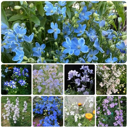 semillas de delphinium, delphinium silvestres de balcón en resistentes decorativas para balcón cubierta perenne resistente 150pcs