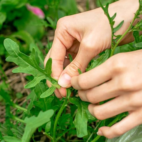 semi di rucola resistente - resistenti giardino 350pcs