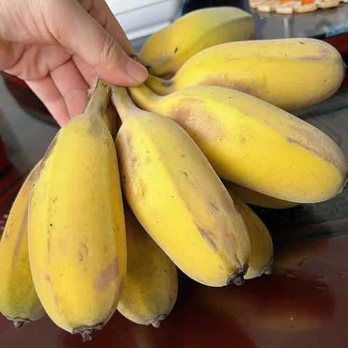 semillas de plátano exótico Árbol de plátano jardín rocas Árboles, variedades antiguas balcón, 60pcs