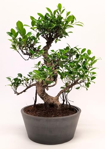 Bonsai Baum mit Keramik Blumentopf - Ficus - ca. 15-18 Jahre (45-50 cm Höhe) Zimmerpflanze umweltfreundlich Geschenkpflanze