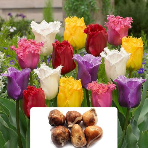 5 Tulip Crispa Mixed Bulbs – Fringed Tulipa Variety – Beautiful Satin-Like Flowers – Ideal for Beds, Borders, Pots, or Containers – Specially Cultivated for UK Climate