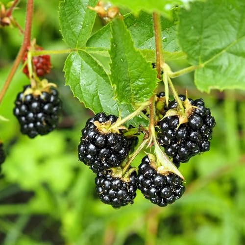 YouGarden Blackberry Thornless Plant, Established Plant in 9cm Pot, Ready to Plant, Easy Grow, Great for Pots