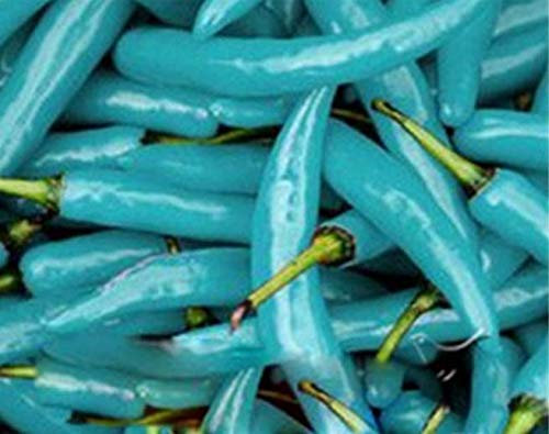 Portal Cool 100 semi Pz Pimiento Turquesa Balcone Chile Semillas Raras Chiles Picantes Blu
