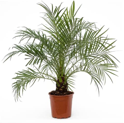 Plant in a Box - Phoenix roebelenii - Hauteur 80-90cm - Palmier nain - Plante d'intérieur purifiant l'air - Pot 21cm