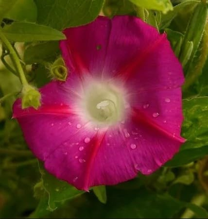 Semi di Ipomea Mikado Campanella Rosa, Fiore Rampicante per Pergole e Gazebo, 30 Semi