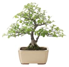 Colección y Estilo: Bonsái Árbol de las Mil Estrellas Serissa – DECOALIVE | Planta Natural Viva con Hoja Pequeña, Floración Blanca y Presencia Premium en Interior