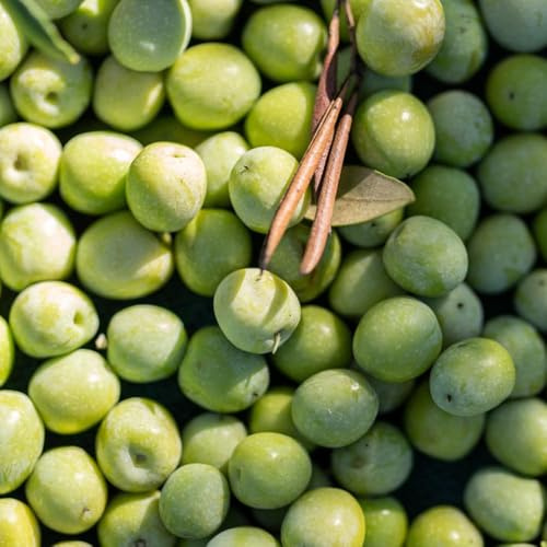 olivenbaum dekopflanzen garten olivenbäume steingartenpflanzen winterhart winterharte für balkon, kräutergarten balkon garten 25samen