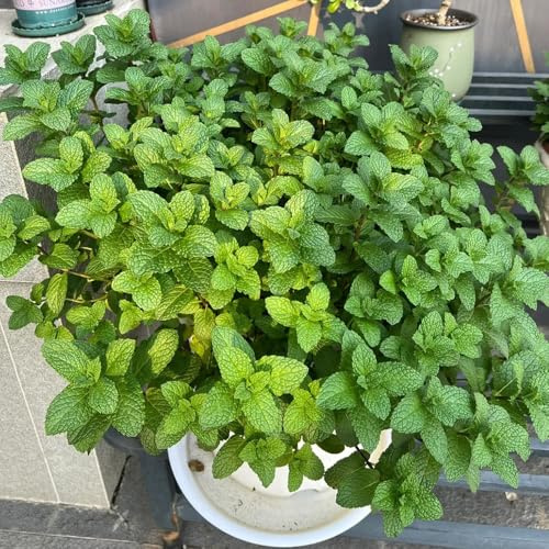 semi di menta verde - giardino di prodotti sostenibili regali per giardinieri da cucina balcone selvatiche menta 1300pcs