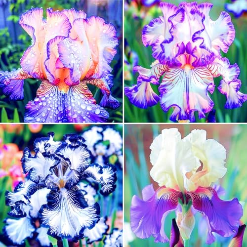 Iris colorido: ideal para decoración de jardín y borde de arriates, fácil de cultivar - 6 tubérculos E