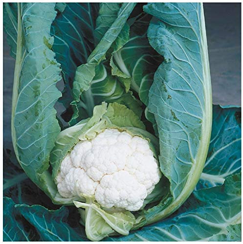 PREMIER SEEDS DIRECT - CAULIFLOWER CLAPTON F1-20 SEEDS (CLUB ROOT RESISTANT)
