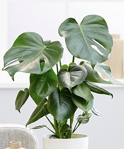 Monstera Deliciosa Swiss Cheese Plant in 12cm Pot - Air Purifying Indoor Houseplant - Easy to Care for - Ideal for Bathroom, Kitchen, Bedroom, Office