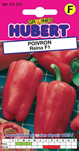 12 Graines de Poivron Doux Reina F1