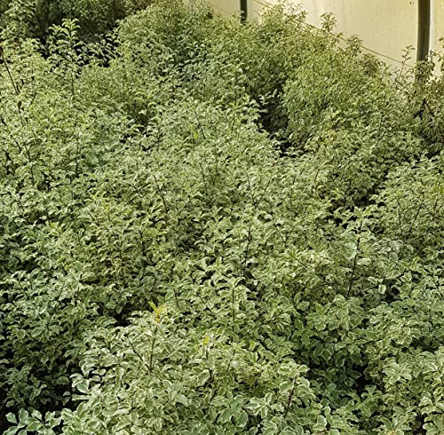 Pittosporum tenuifolium 'Variegatum' / Pittosporum à petites feuilles 'Variegatum' / Conteneur de 3 à 4 litres