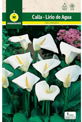 Mascarell Semillas, CALLAS BLANCA, Semillas Bulbosas, Bulbos de Flores Primavera Fácil de Cultivar, Bolsa 1 Bulbo