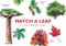 Match a Leaf: A Tree Memory Game: 1