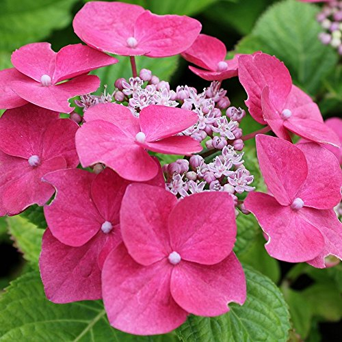 1 HORTENSIA MACROPHYLLA TELLER PINK ARBUSTE À FEUILLES CADUQUES PLANTE RÉSISTANTE EN POT