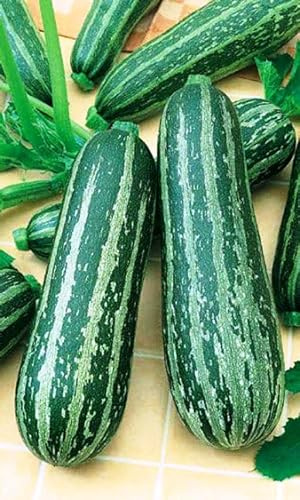 CEMEHA SEEDS - Seeds Zucchini Courgette Squash Striped Zebra 47 Days Non GMO Vegetable for Planting