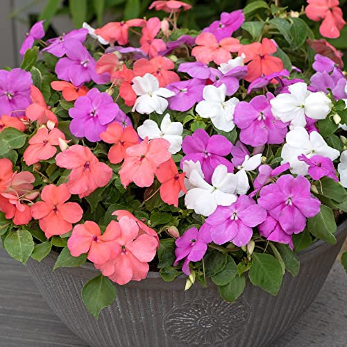 Busy Lizzie 'Pearl Island' Half Hardy Annual Long Lasting Beds Borders Disease-Free Impatiens Ideal Patio Containers Display 24x Plug Plants Supplied By Thompson and Morgan (24)