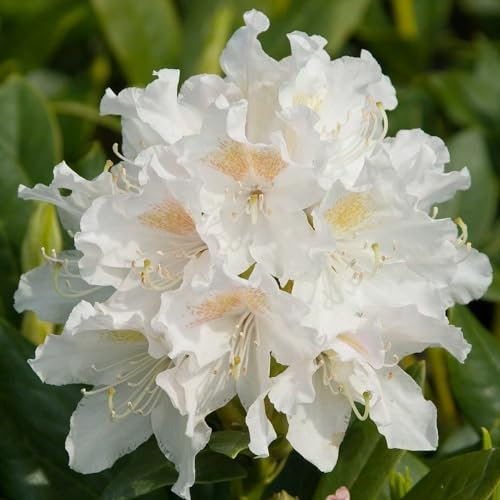 Plant Theory Cunningham'S White Rhododendron Shrub Plant 2L Pot