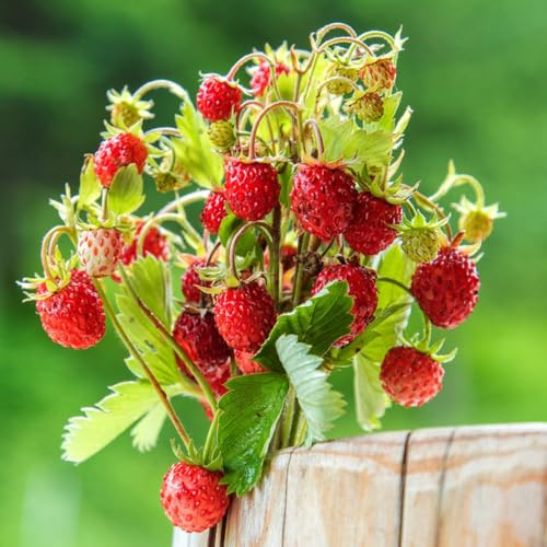 Semillas de fresa silvestre, Semillas de fresa mensual, Fragaria vesca, jardín balcón 150pcs