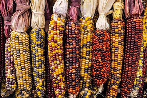 Semi di Mais Ornamentale in Miscuglio, Zea Mays, Varietà Decorativa