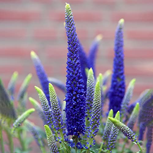 Veronica First Glory - Tall Speedwell | Deciduous Outdoor Garden Perennial Plant (20-30cm Incl. Pot)