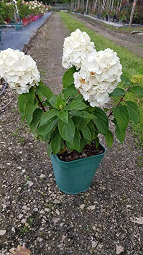 Hydrangea paniculata Magical® Mont Blanc 'Kolmamon' / Hortensia paniculé compact Mont Blanc/Conteneur de 3 à 4 litres