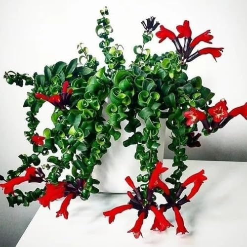 Live Curly Lipstick Plant, Twisting Leaf Houseplant in 3 Inch Pot, Aeschynanthus Indoor Hanging Plant