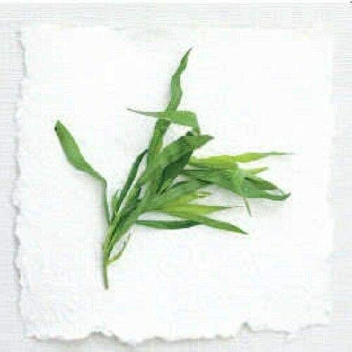 100 semi di dragoncello da cucina comune Artemisia Dracunculus * Shippin piatto