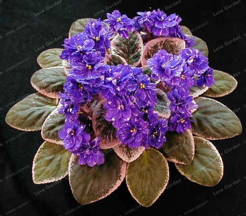 Graines De Plantes Saintpaulia Ionantha Graines De Fleurs Violettes Graines De Bricolage Plantes De Jardin À Domicile