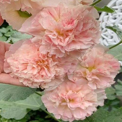 malvas, malva real - balcón de en semillas de malva real balcón cortadas semillas ornamentales lugares soleados Decoraciones jardines 200semillas