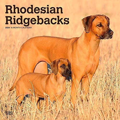 Rhodesian Ridgebacks | Calendario mensual cuadrado de pared 2024 de 12 x 24 pulgadas | BrownTrout | Animales razas de perros