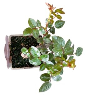 Rosal de Jardín Rojo – Planta Natural con Flores Exuberantes y Vivas