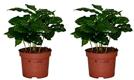 ZynesFlora Coffea Arabica - 2 Stück Kaffeepflanze im 12 cm Pflanztopf - Höhe: 25 cm - Grünpflanze Zimmerpflanze