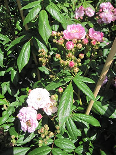 Rosa Perennial Rosali ® - Kletterrose Perennial Rosali ® - Tantau Rose