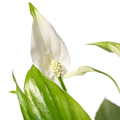 Hermoso Espatifilo Natural, la Elección Perfecta para Cualquier Espacio en tu Hogar