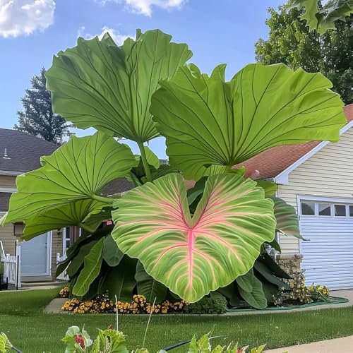 200 Graines d'Oreilles d'Éléphant, Plantes Vivaces, Amour de l'Ombre, Feuillage Imposant pour Jardin et Patio (Vert)