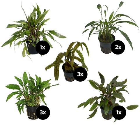Dehner Aqua Premium Aquarienpflanzen-Set Cryptocorynen-Mix, Wasserpflanzen, 10 verschiedene Wasserkelche, Ø Topf je 5.5-9 cm, grün