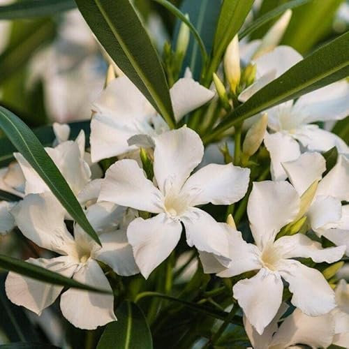Oleandro a cespuglio Bianco Nerium Oleander pianta in vaso ø18 cm Vivaio di Castelletto