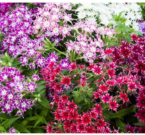 200 Graines - PHLOX twinkles - Fleurs Etoilées - Drummond de phlox Twinkle étoiles - Fleur Jardin - 275