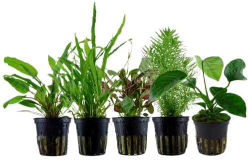 AquaOne Aquarium Pflanzen I 5X Wasserpflanzen I Mittelgrund Aquarienpflanzen I Anubias Cryptocoryne Lobelia Pogostemon Microsorum I Set mit 5 Mittelgrundpflanzen