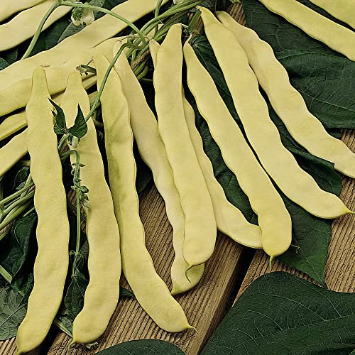 Climbing French Bean Seeds 'Goldfield' Phaseolus vulgaris Waxpod Yellow Beans Half-Hardy Annual Easy to Grow Your Own Garden Vegetables 1x Packet (Approx. 30 Seeds) By Thompson and Morgan