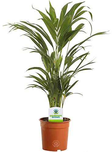 13 cm Palmier Areca – 1 plante – Plante Palmier en Pot Vivant pour Maison/Bureau