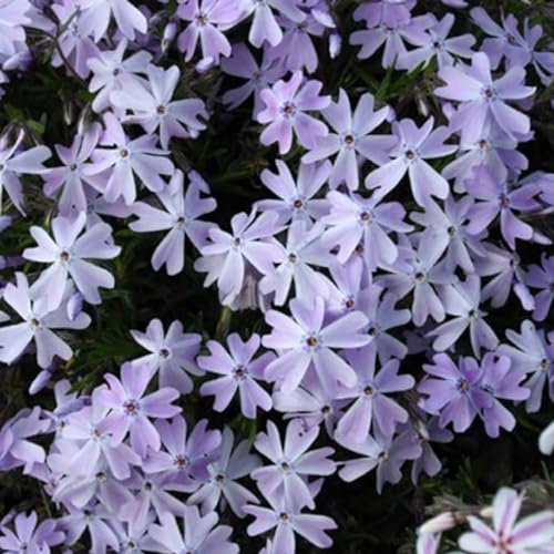 6 x Phlox Subulata 'Emerald Cushion Blue' - Perenni Vaso 9cm x 9cm