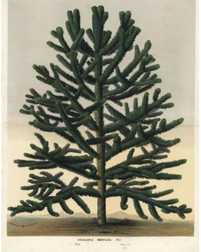 Media Storehouse Endangered Monkey Puzzle Tree, Araucaria araucana Print - Print 10x8 (25x20cm) (23175766)