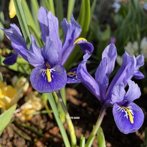 Iris reticulata āHarmonyā Top Size Iris Bulbs ā 6 cm+ Iris Bulbs for Fall Planting ā Bluebird-Blue Standards with Royal-Blue Falls & Yellow White-Rimmed Blotches ā Early April Bloom, 4ā6 Height