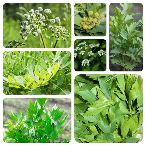 semi di levistico, semi di aromatiche da balcone selvatiche resistenti per giardini rocciosi verdi resistenti aromatiche da giardino prodotti 500pcs